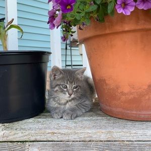 Meet your Posher, Grace